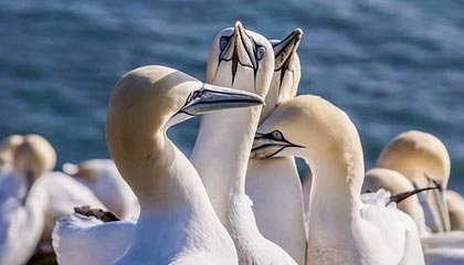 “老登股”，逆势大涨！