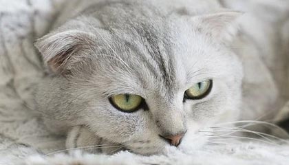 黄健翔谈意大利无缘世界杯：这是今天最不像玩笑的玩笑